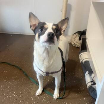 Chihuahua and Miniature Pinscher Dogs Available for Adoption in Belleville, Illinois - Smoke | PetCurious