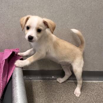 Duke -  Mixed Breed Dog for Adoption in Hailey, Idaho - Duke | PetCurious