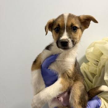 Mixed Breed Dogs Available for Adoption - Firefly | PetCurious