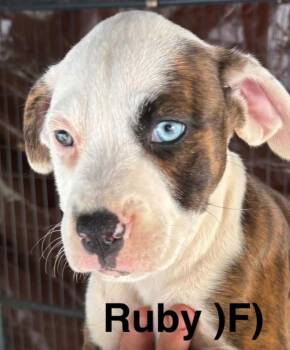 Ruby -  Husky and Boxer Dog for Adoption in Parma, Ohio - Ruby | PetCurious