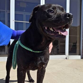 Marcus -  Mixed Breed Dog for Adoption in Youngstown, Ohio - Marcus | PetCurious