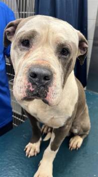 American Bulldog Dogs Available for Adoption - UTZ | PetCurious