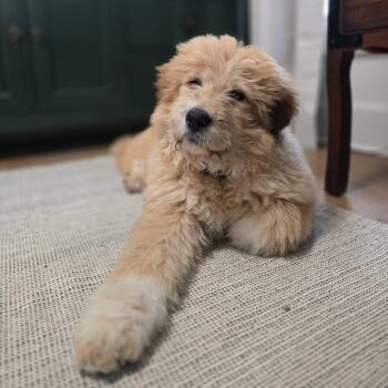 Great Pyrenees and Standard Poodle Dogs Available for Adoption - Lilly | PetCurious