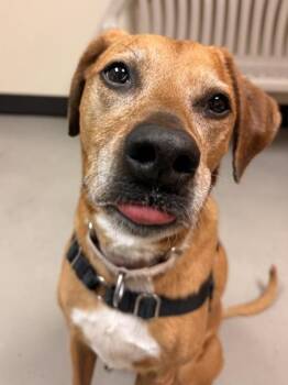 Cleo -  Mixed Breed Dog for Adoption in Bellingham, Washington - Cleo | PetCurious
