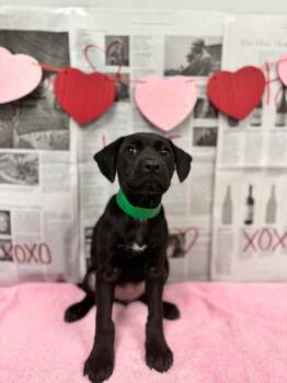 Labrador Retriever and Mixed Breed Dogs Available for Adoption - Manila | PetCurious