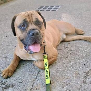 Atlas -  Mastiff Dog for Adoption in Buffalo, New York - Atlas | PetCurious