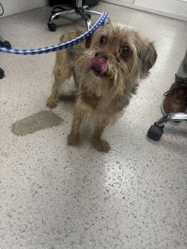 Milo -  Shih Tzu Dog for Adoption in Marietta, Georgia - Milo | PetCurious