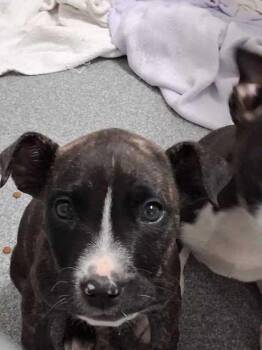 Mixed Breed Dogs Available for Adoption in Sevierville, Tennessee - Todd`s Bistro | PetCurious