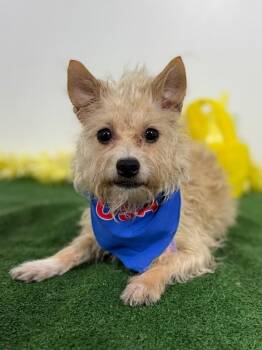 Yorkshire Terrier and Cairn Terrier Dogs Available for Adoption in Carlsbad, California - Chevy-One Of Our Amazing Rescue Dogs | PetCurious