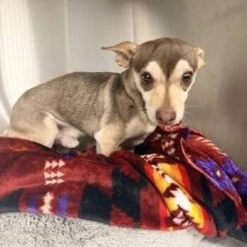Dog 09/25/2026 -  Chihuahua and Mixed Breed Dog for Adoption in Bullhead City, Arizona - Dog 09/25/2026 | PetCurious