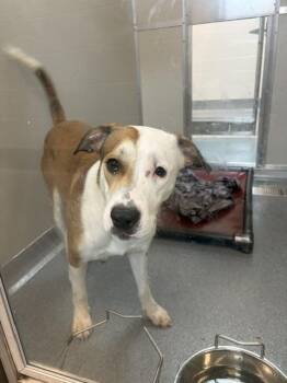 Australian Cattle Dog Blue Heeler and Mixed Breed Dogs Available for Adoption in Indianapolis, Indiana - BAY | PetCurious
