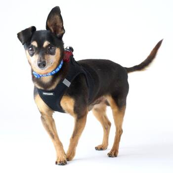 Andres Brender 14302 -  Miniature Pinscher and Chihuahua Dog for Adoption in San Francisco, California - Andres Brender 14302 | PetCurious