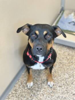 Rescue Mixed Breed Dogs for Adoption in Hackensack, Minnesota - Rosie | PetCurious