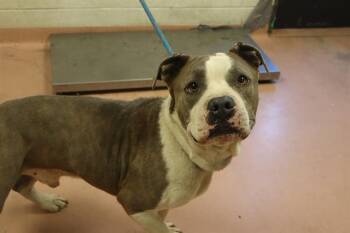 RUSTY -  Mixed Breed Dog for Adoption in Columbia, South Carolina - RUSTY | PetCurious
