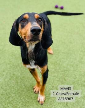 Mavis -  Foxhound Dog for Adoption - Mavis | PetCurious