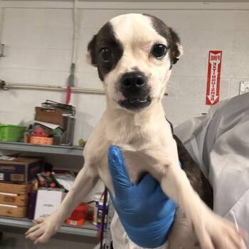 Chimi -  Boston Terrier and Mixed Breed Dog Available for Adoption in Edinburg, Texas - Chimi | PetCurious