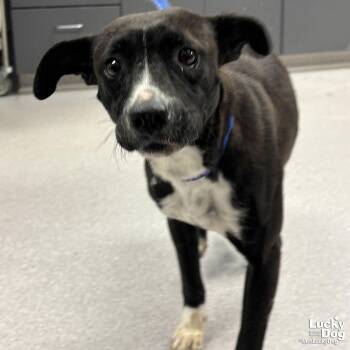 Rat Terrier and Terrier Dogs Available for Adoption - Rose | PetCurious