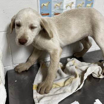 Poodle and Wirehaired Dachshund Dogs Available for Adoption in Birmingham, Alabama - Basilisk | PetCurious