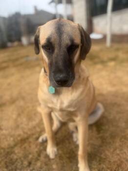 Mastiff and Turkish Kangal Dogs Available for Adoption - Big Lilly | PetCurious