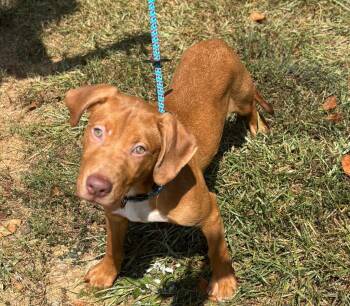 Hound and Mixed Breed Dogs Available for Adoption in Madison, Georgia - Rambo | PetCurious