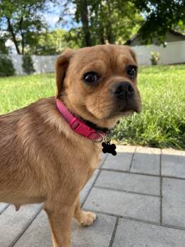 Matzoh Ball -  Puggle Dog Available for Adoption in Closter, New Jersey - Matzoh Ball | PetCurious
