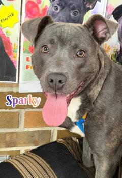 Sparky -  Mixed Breed Dog for Adoption in Flint, Michigan - Sparky | PetCurious