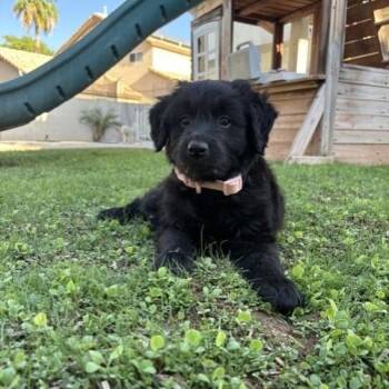 Buttercup -  Standard Poodle and Belgian Shepherd Malinois Dog for Adoption in Gilbert, Arizona - Buttercup | PetCurious