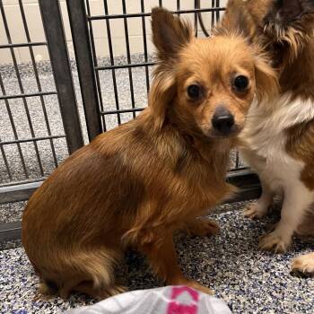 Mixed Breed Dogs Available for Adoption in Fairport, New York - Graham | PetCurious