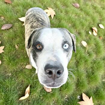 Rescue Catahoula Leopard Dog Dogs for Adoption in Austin, Texas - Bambino | PetCurious
