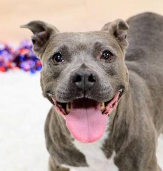 Rosie -  Mixed Breed Dog for Adoption in Hamilton, Ohio - Rosie | PetCurious