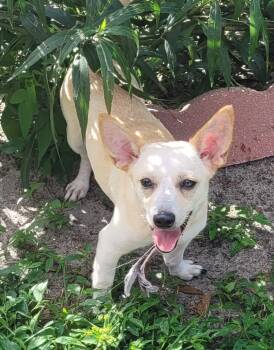 JoJo -  Chihuahua and Corgi Dog for Adoption in Chiefland, Florida - JoJo | PetCurious