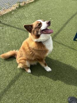 Mixed Breed Dogs Available for Adoption in Fall River, Massachusetts - Jett | PetCurious