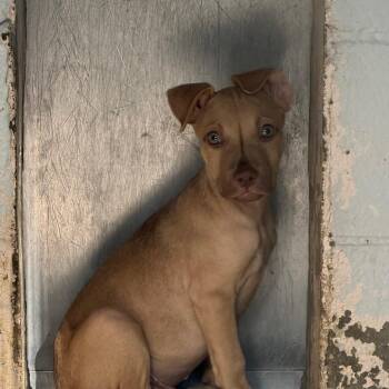 Jamiro -  Mixed Breed Dog for Adoption in Summerville, South Carolina - Jamiro | PetCurious