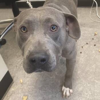Pit Bull Terrier Dogs Available for Adoption in Philadelphia, Pennsylvania - Smokey | PetCurious