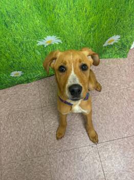 Mixed Breed Dogs Available for Adoption in Wabash, Indiana - Noah | PetCurious
