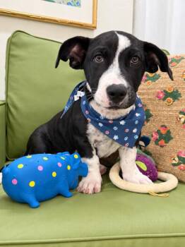Mac Dapper Dude Wigglebottom -  Pit Bull Terrier and Husky Dog for Adoption in Friendswood, Texas - Mac Dapper Dude Wigglebottom | PetCurious
