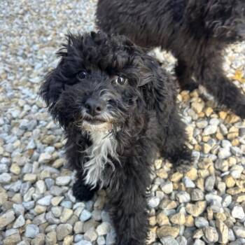 Penne -  Miniature Poodle Dog for Adoption in St. Louis, Missouri - Penne | PetCurious