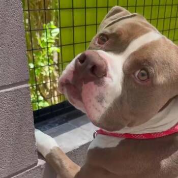 Foxtail -  American Bulldog and Pit Bull Terrier Dog for Adoption in Apache Junction, Arizona - Foxtail | PetCurious