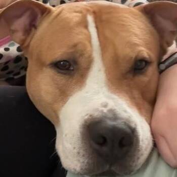 Pit Bull Terrier Dogs Available for Adoption in Richboro, Pennsylvania - King | PetCurious