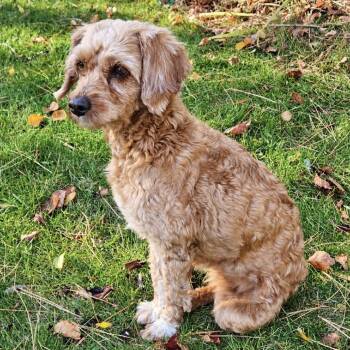 Pearl -  Miniature Poodle and Golden Retriever Dog for Adoption in Park Falls, Wisconsin - Pearl | PetCurious