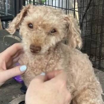 Poodle Dogs Available for Adoption - Rusty | PetCurious