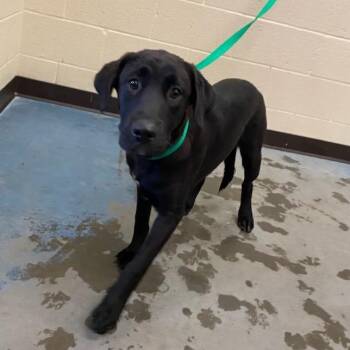 Wilma -  Mixed Breed Dog for Adoption in Memphis, Tennessee - Wilma | PetCurious