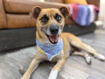 Chihuahua and Jack Russell Terrier Dogs Available for Adoption in Friendswood, Texas - Meg My Girl | PetCurious