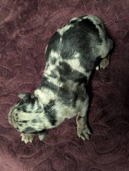 Retriever and Shepherd Dogs Available for Adoption - Yukon - PENDING ADOPTION | PetCurious