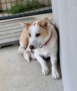 Carolina Dog Dogs Available for Adoption in Sparta, North Carolina - Roo  | PetCurious
