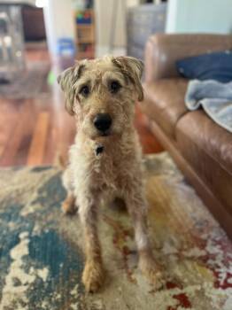 Rescue Airedale Terrier Dogs for Adoption in Bothell, Washington - Doug | PetCurious