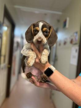 Shelby -  Dachshund and Beagle Dog Available for Adoption in Lovingston, Virginia - Shelby | PetCurious