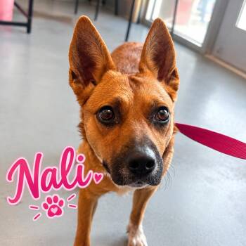 Nali -  Mixed Breed Dog for Adoption in Truth Or Consequences, New Mexico - Nali | PetCurious