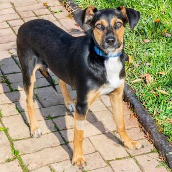 HONEYDEW -  Beagle and Mixed Breed Dog for Adoption in St. Louis, Missouri - HONEYDEW | PetCurious