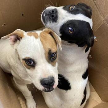 American Bulldog Dogs Available for Adoption - Petunia | PetCurious